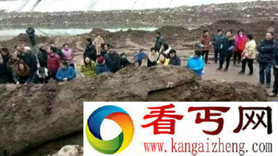 四川通江沙溪河道发现13米长巨型乌木