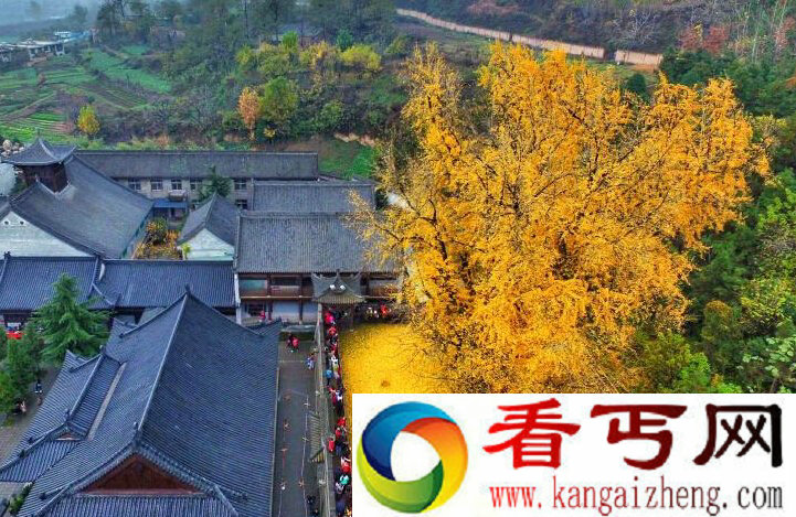 西安古寺内千年银杏落叶极似“金毯”
