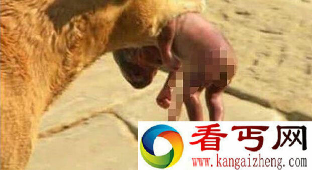 流浪狗叼弃婴求助照感动网友 婴儿至今未脱险