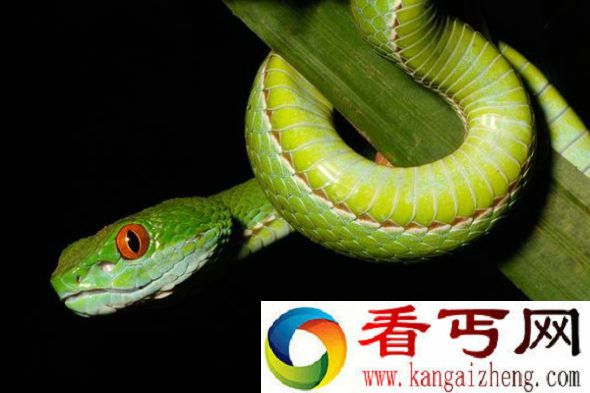 发现新种红眼蝮蛇 通体翠绿眼睛似宝石