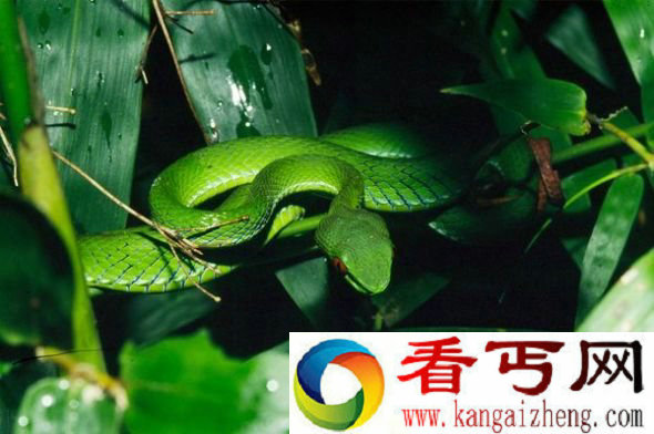 发现新种红眼蝮蛇 通体翠绿眼睛似宝石