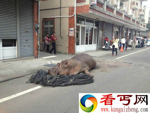 河马不慎从货车上摔落 摔断牙流眼泪露孤独的眼神感动路人