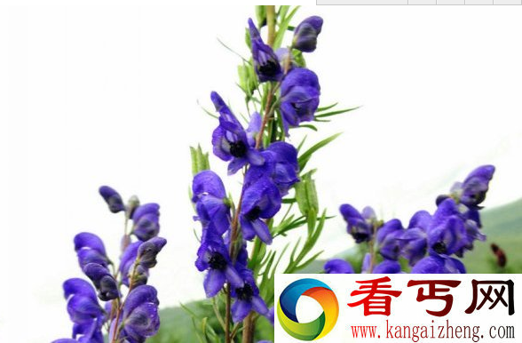 云南白药承认含毒性成分“断肠草”  称经过处理已无毒性