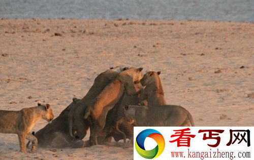8岁的小象脱离象群 遇狮子机制脱险