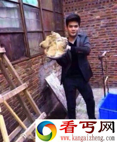 男子欲吻鳄龟却被咬 惨变猪八戒。