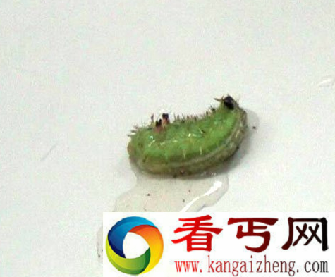 某男子被“洋辣子”蛰后伴随休克症状