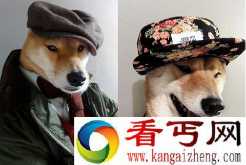 时尚犬模 月收入高达九万元
