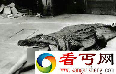 古代用动物处死女囚的血腥刑法
