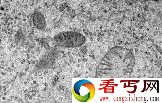人体诡异谜团女性为何不知道自己怀孕