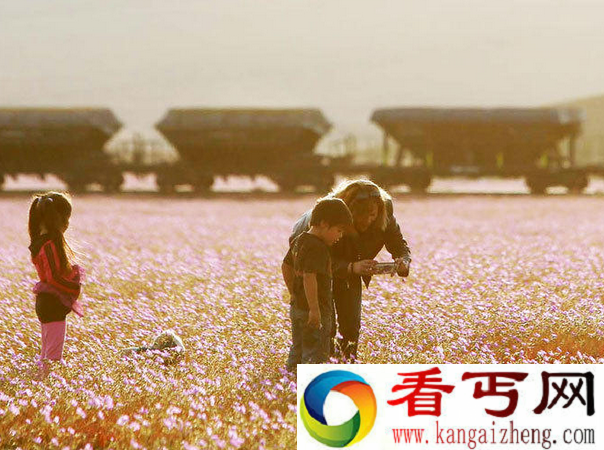神奇！一场雨过后在极其干燥的沙漠中竟有野花遍地绽放