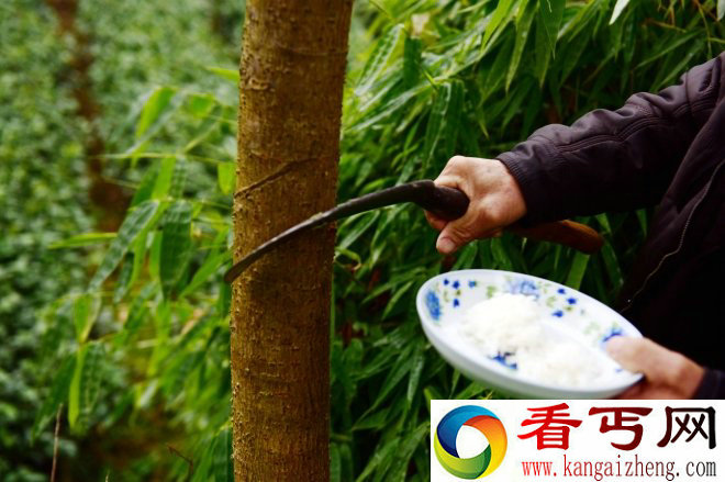 奇葩民俗 过年竟然给树喂饭