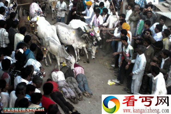 危险传统仪式印度男人躺在街上让奔牛踩踏