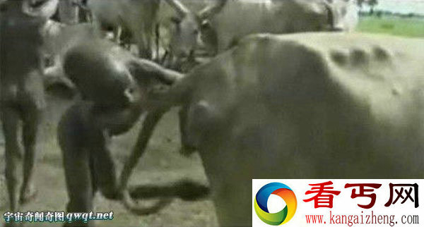 超变态！竟有舔食母牛生理期生殖器官的习俗