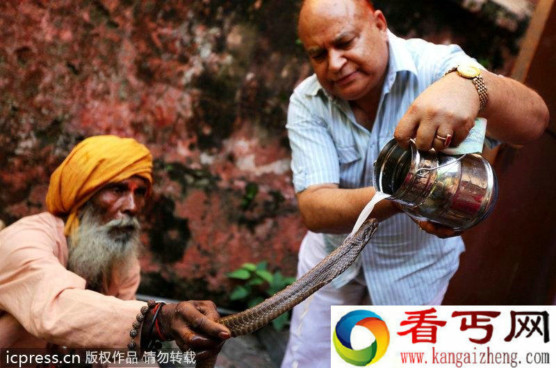 印度教传统蛇节 备牛奶给蛇神享用