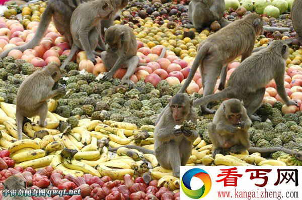 泰国举行猴子自助餐节 千斤水果任其吃