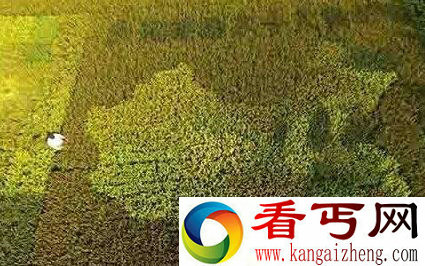 佩服不已！退休老人用水稻绘制出中国地图