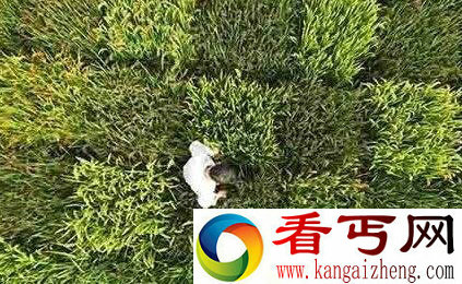 佩服不已！退休老人用水稻绘制出中国地图