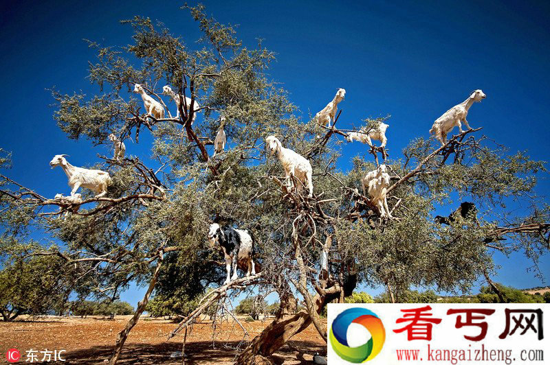 摩洛哥惊现山羊果子树 满树都是山羊