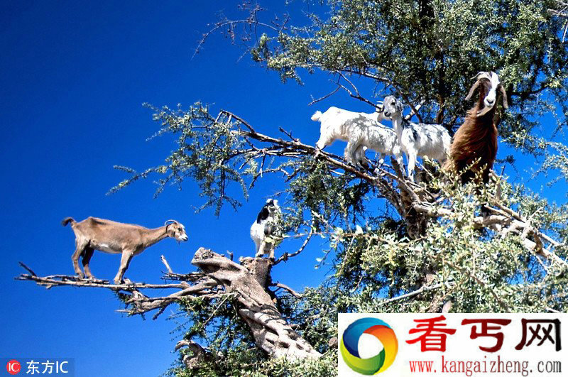 摩洛哥惊现山羊果子树 满树都是山羊