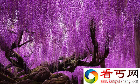 全球绝美奇幻树木 大自然如此奇妙