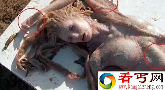 美人鱼真身图片 真正的美人鱼照片