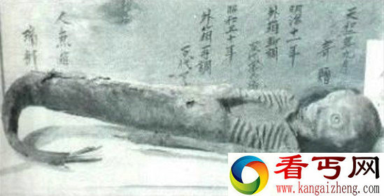 美人鱼真身图片 真正的美人鱼照片