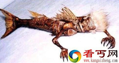 美人鱼真身图片 真正的美人鱼照片