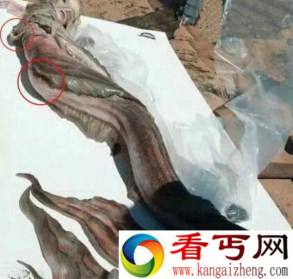 美人鱼真身图片 真正的美人鱼照片