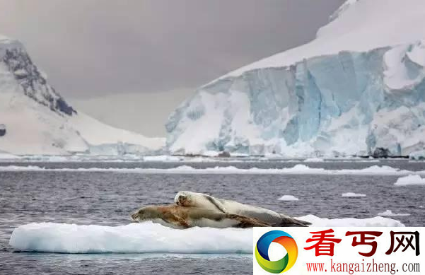 俩海豹在浮冰上爱爱 没想到发生这事