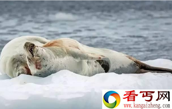 俩海豹在浮冰上爱爱 没想到发生这事