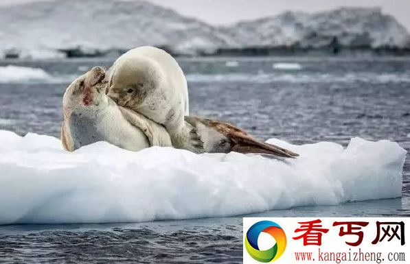 俩海豹在浮冰上爱爱 没想到发生这事