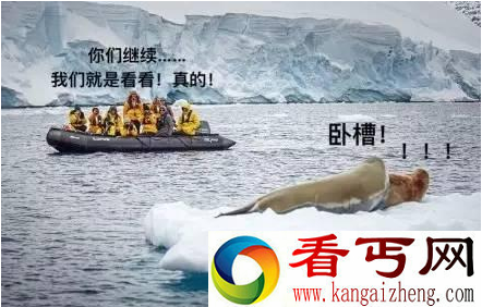 俩海豹在浮冰上爱爱 没想到发生这事