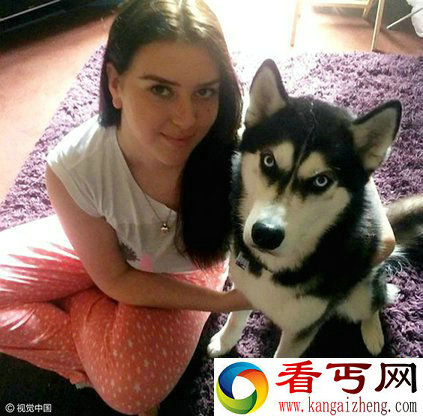 哈士奇瞪主人爆红 治愈主人忧郁症