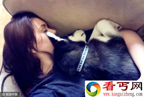 哈士奇瞪主人爆红 治愈主人忧郁症