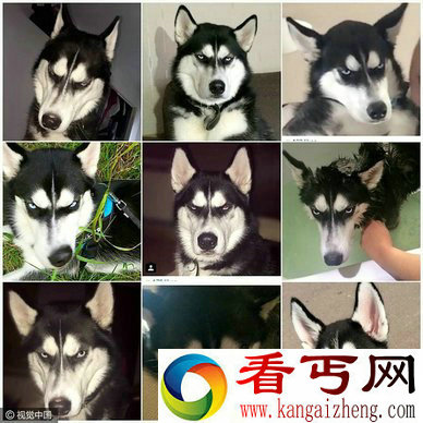 哈士奇瞪主人爆红 治愈主人忧郁症