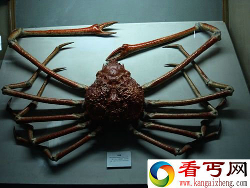 巨型蜘蛛蟹形似蜘蛛 钳子杀伤力非常惊人