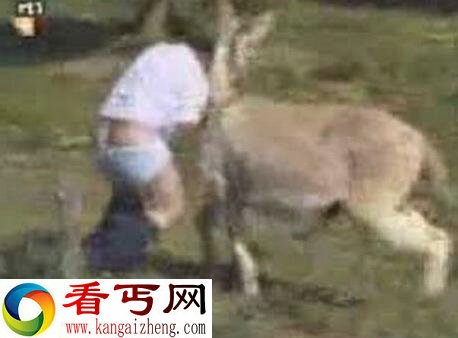 男子爱上驴 竟然当街与驴做爱