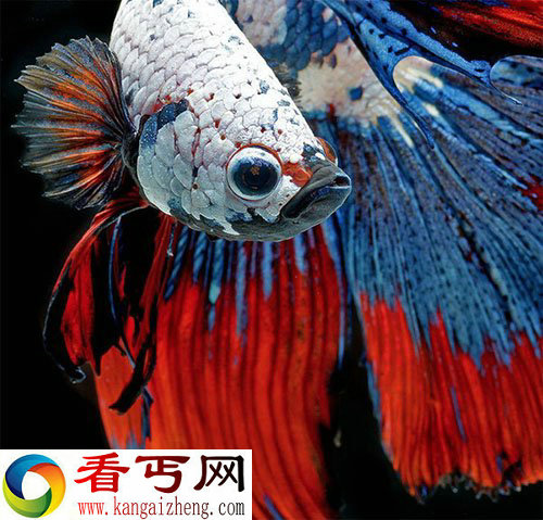 摄影师记录“暹罗斗鱼”体色艳丽似空中游动【图】