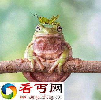 一组奇特可爱的青蛙照片