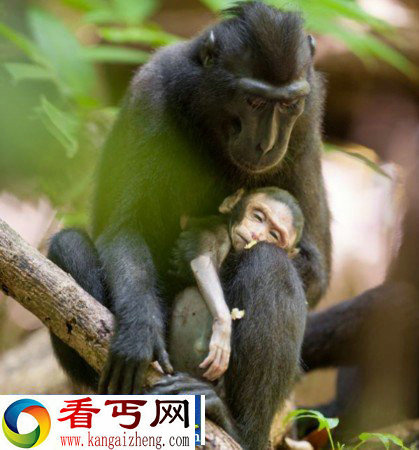 印尼猴妈妈紧抱幼崽尸体悲伤两天拒松手 令人心碎