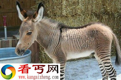 斑马跳过围篱和驴子偷生小孩