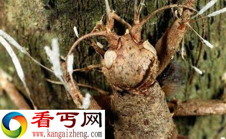 什么叫“僵尸真菌”? 其实“僵尸真菌”是真实存在的