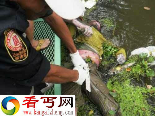 胆小慎看 国外法医现场处理溺毙腐败尸体的方法