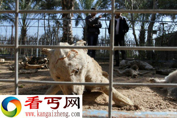 巴以冲突致加沙动物园动物饿死风吹日晒成干尸(组图)