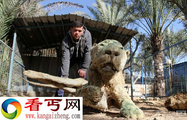 巴以冲突致加沙动物园动物饿死风吹日晒成干尸(组图)