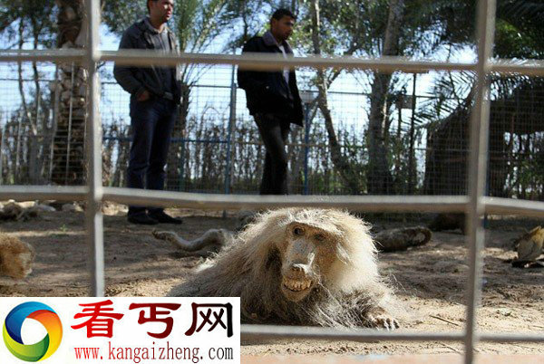 巴以冲突致加沙动物园动物饿死风吹日晒成干尸(组图)