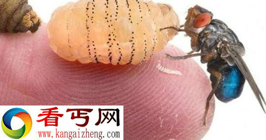 恐怖活体实验科学家让虫卵在自己身体里寄生