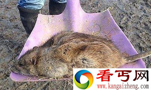 英房主发现突变巨鼠 繁殖速度十分惊人