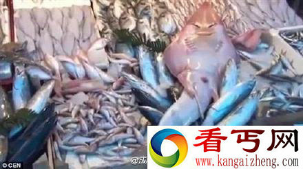 土耳其渔民捞起人脸鲨鱼 展现迷人微笑