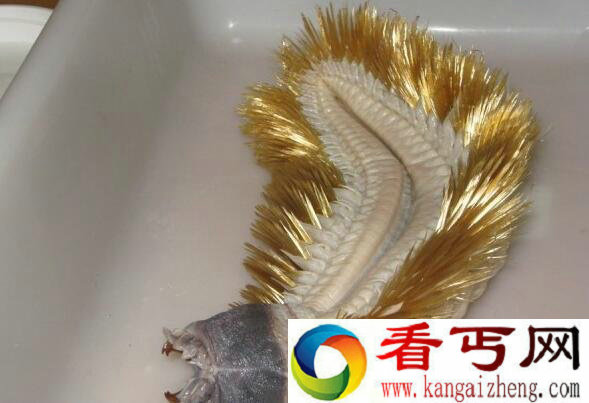 日本发现异形生物 来自南极海底